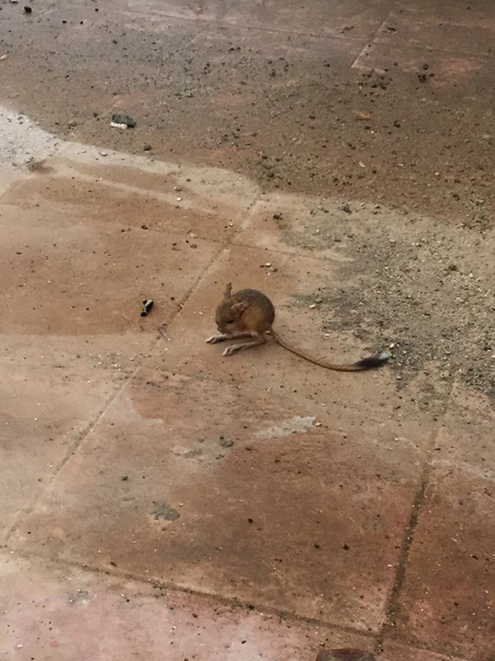 Nesli Tükenmek Üzereydi, Iğdır'da Bulundu